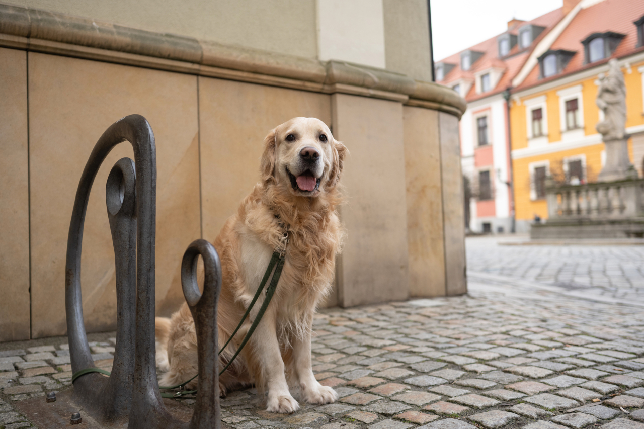 Warszawa przyjazna psom: parki, wybiegi i lokale pet-friendly 3 Warszawa przyjazna psom: parki, wybiegi i lokale pet-friendly